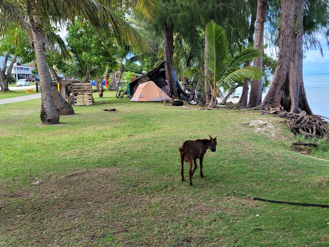 The Department of Land and Natural Resources has issued a notice to Michael Kileleman to dismantle the “dwelling contraption” he has installed on public land near the shoreline in Garapan, and to vacate the area.Photo by Bryan Manabat
