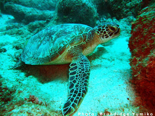 *All images shown are property of the DLNR Sea Turtle Program and research activities are permitted under permit.