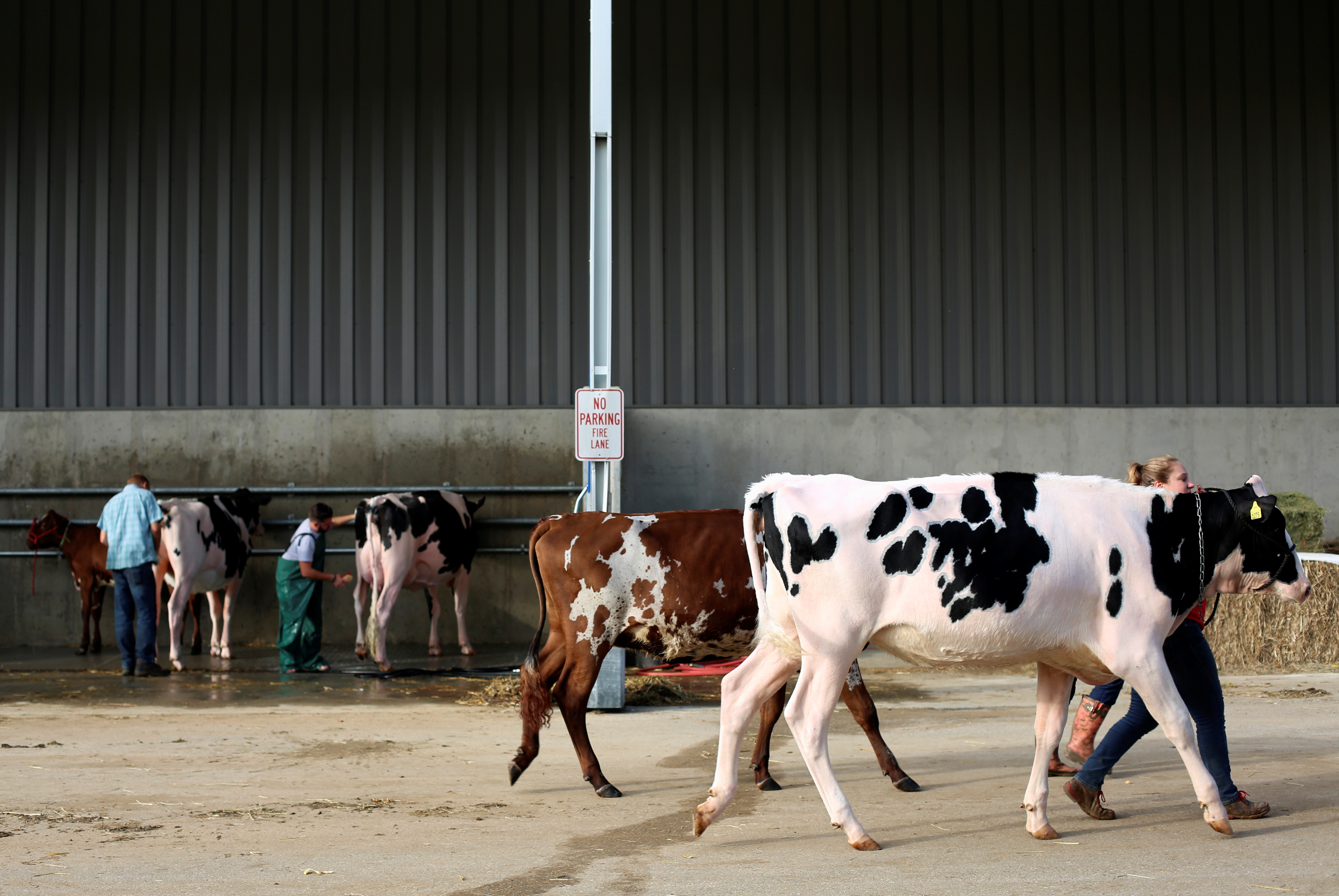 FILE PHOTO: Cows are walked outside the exhibition hall during the World Dairy Expo in Madison, Wisconsin, U.S., October 3, 2018. 