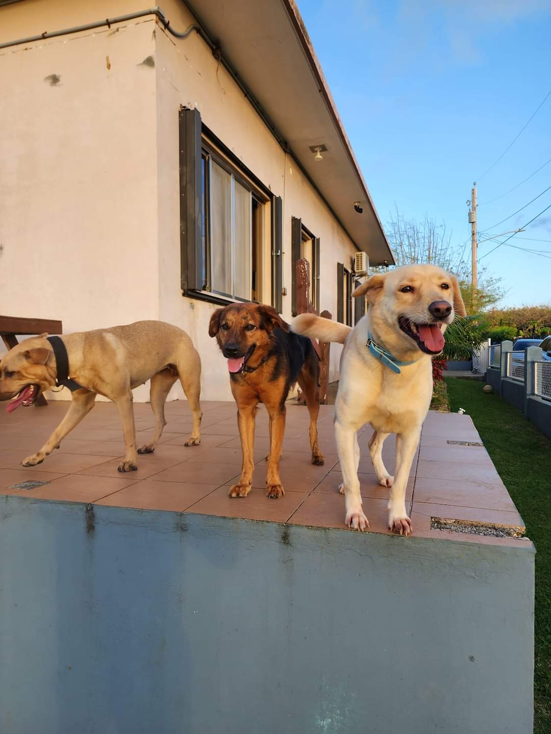 Propst family pack of dogs. 