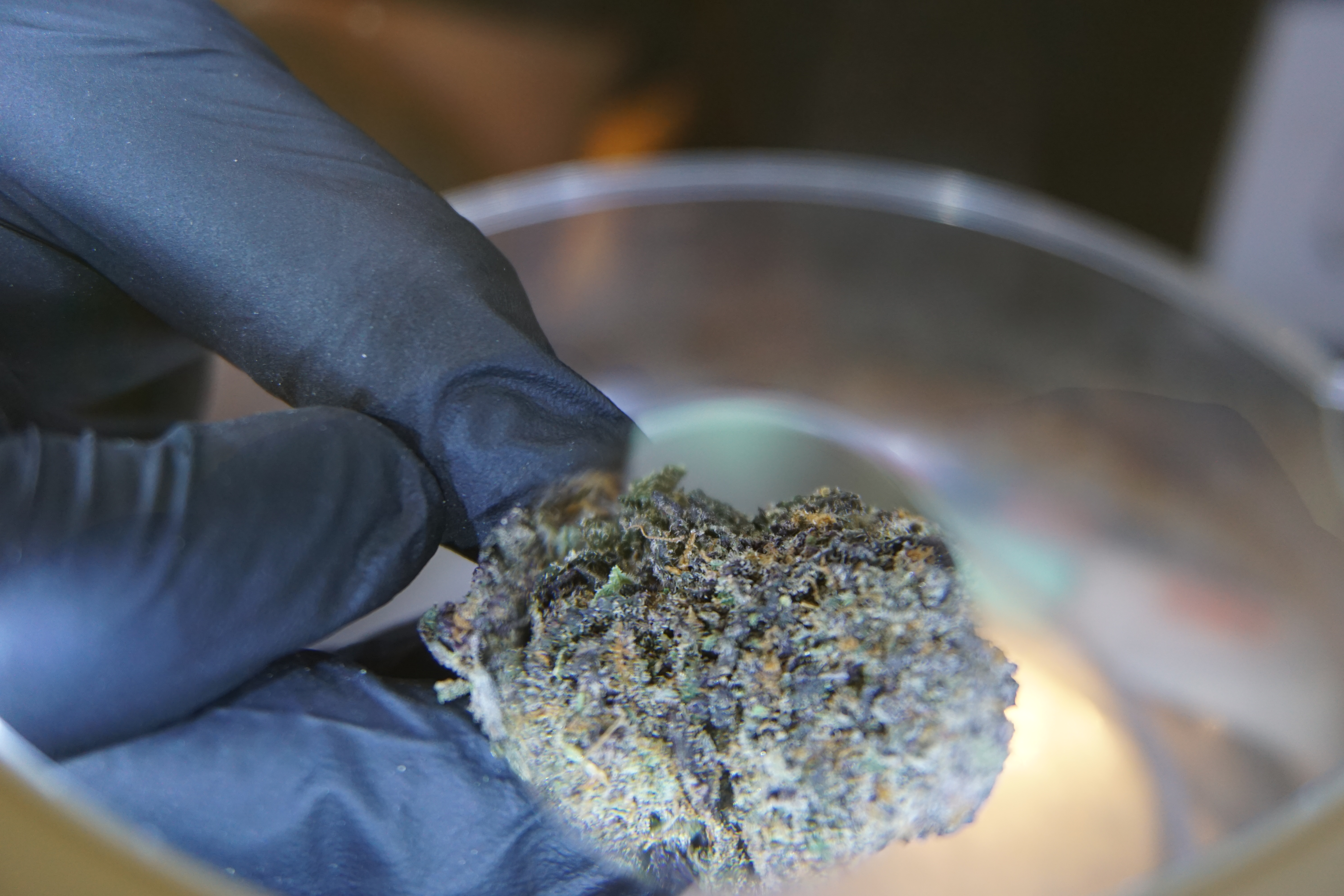 Courtney Nakazato proudly displays Hawaiian Rain 